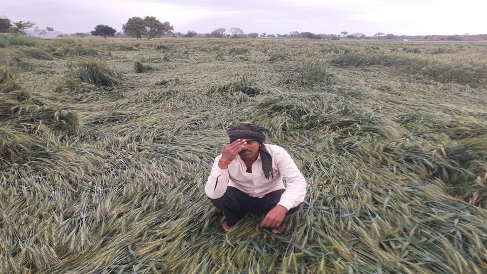 UP News: Government will provide seeds on 50 percent subsidy, free mini kit in rain affected districts