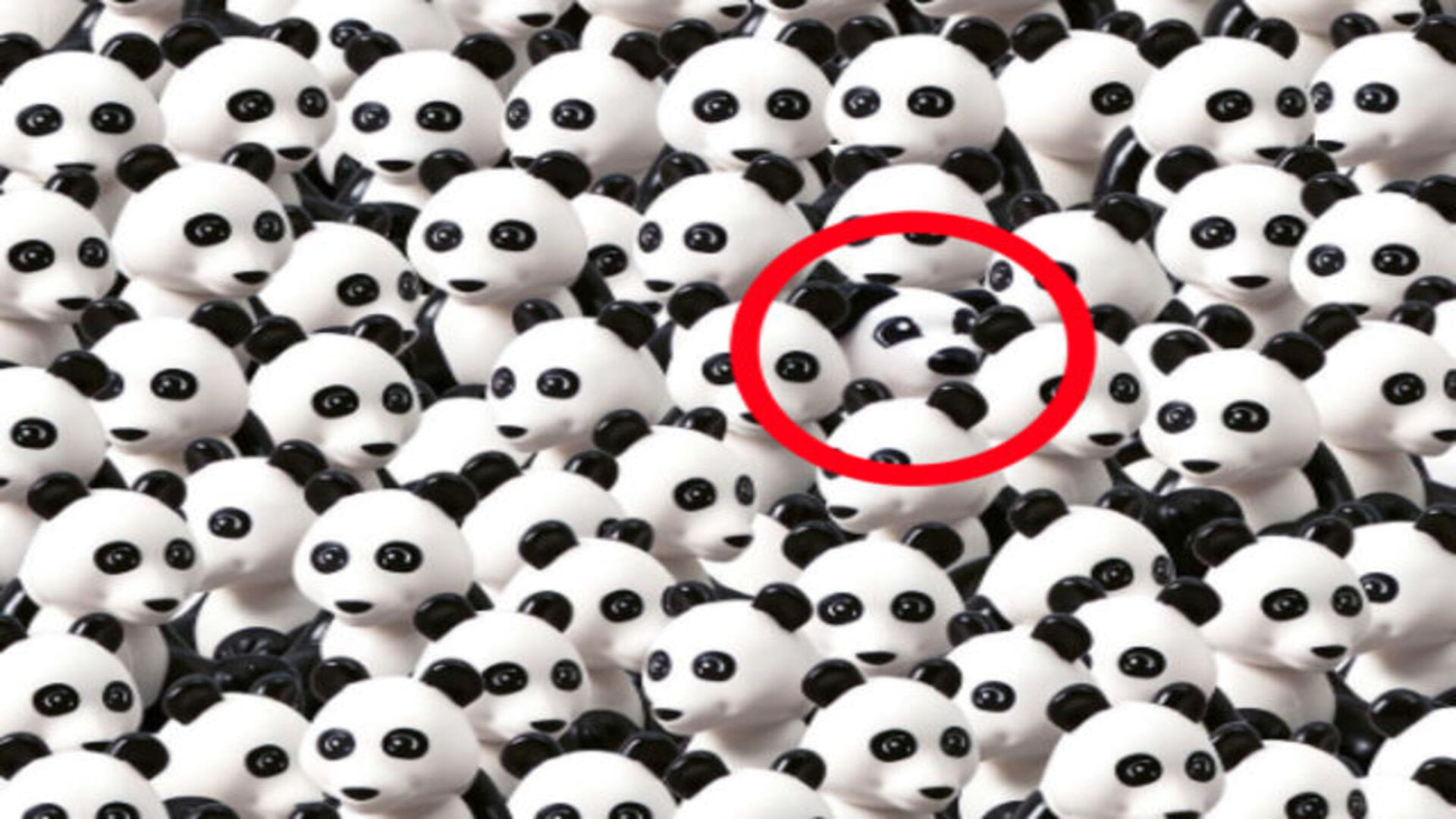 Optical Illusion IQ Test: Can you find the Dog hidden among Pandas in 7 Seconds? brain teaser picture puzzle