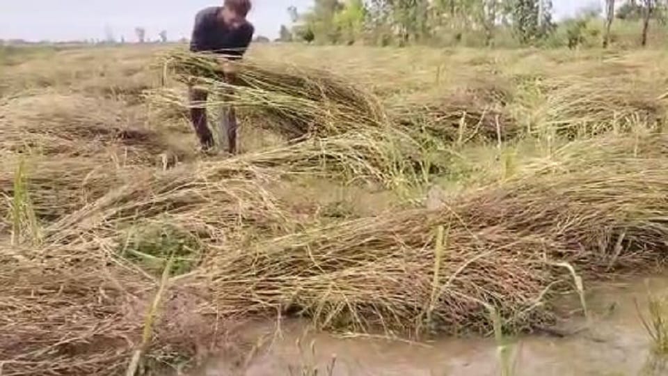 Heavy rain in the day after overnight drizzle farmers upset due to destruction of crops in shahjahanpur