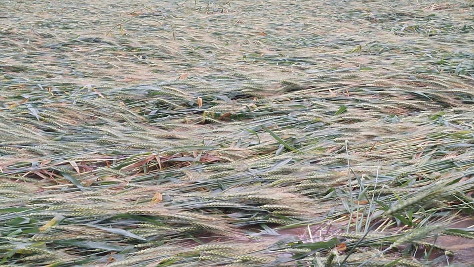Up Weather Updates wheat and mustard crops due to unseasonal rains in Bareilly