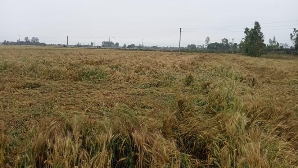 Up Weather Updates wheat and mustard crops due to unseasonal rains in Bareilly
