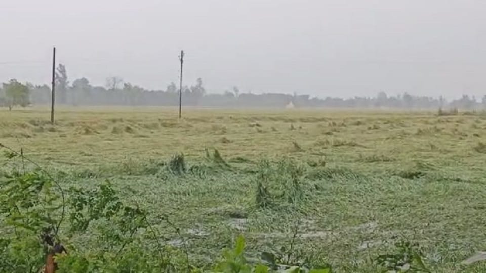 destroyed 20 percent of the wheat crop due to rain in pilibhit