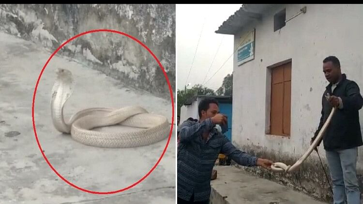 कोरबा में दिखा सफेद सांप:मानिकपुर की बीच बस्ती में निकलने से मचा हड़कंप, वीडियो बनाते रहे लोग, किया रेस्क्यू – White Snake That Came Out In The Township Of Manikpur Was Rescued