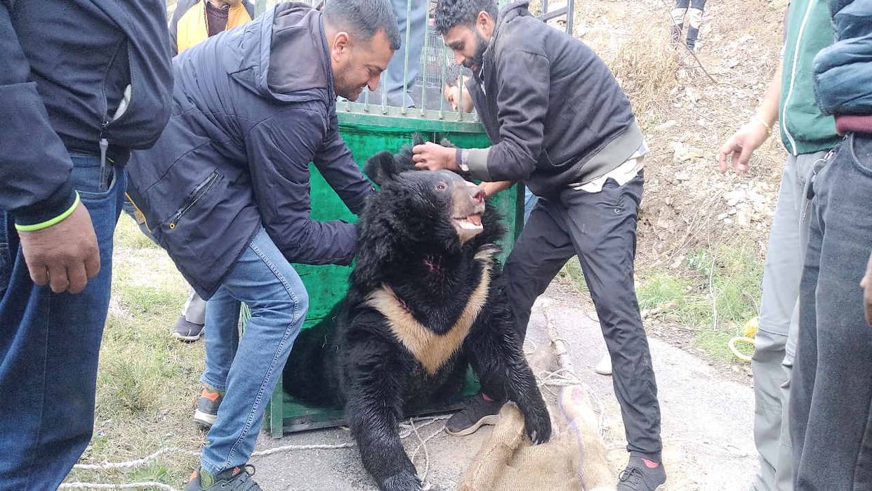 Forest Department took out the bear trapped in the irrigation tank on the second day