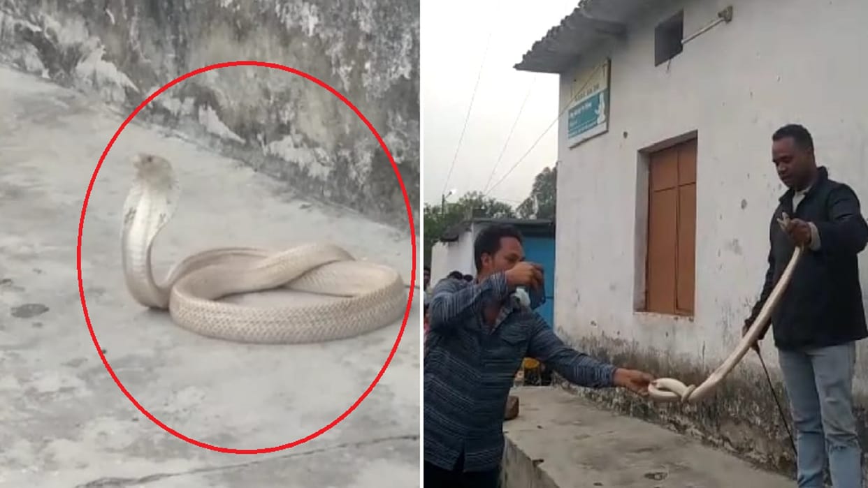 white snake that came out in the township of Manikpur was rescued