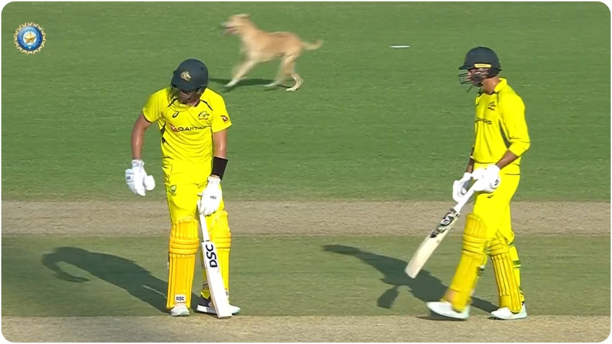 Dog Invades Pitch during IND vs AUS 3rd ODI in Chennai Ravindra Jadeja Had Fun Watch Video