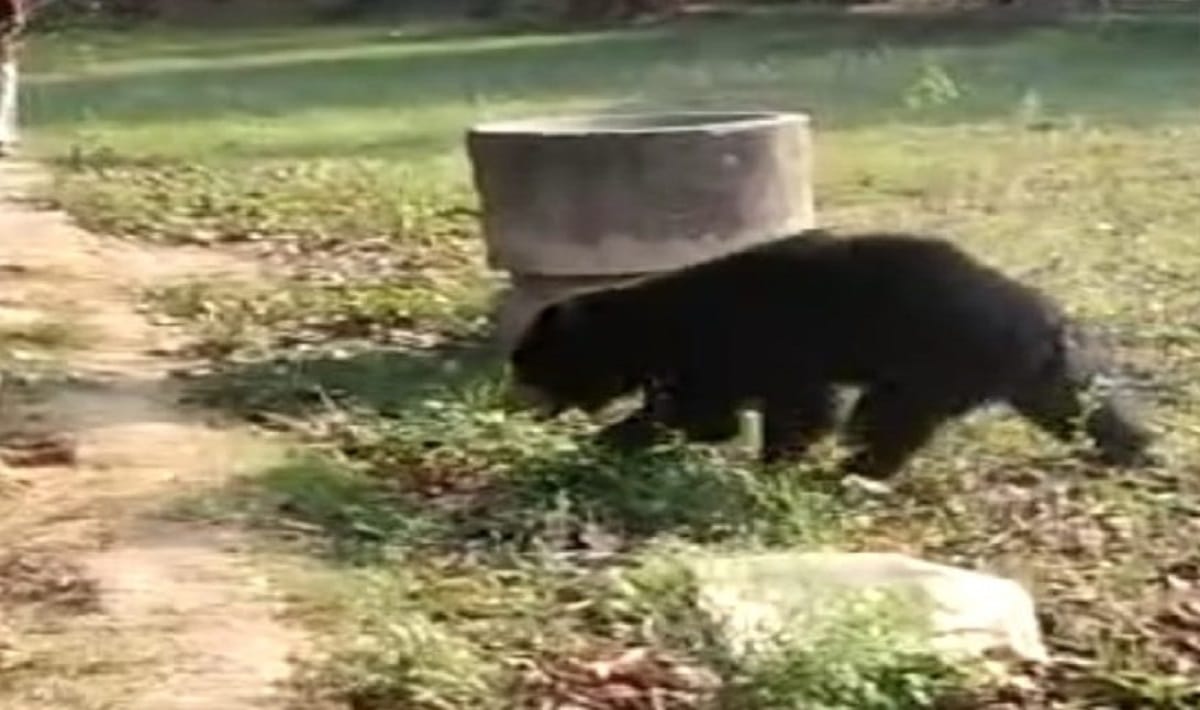 Bear attacked seven people in mirzapur villagers in panic