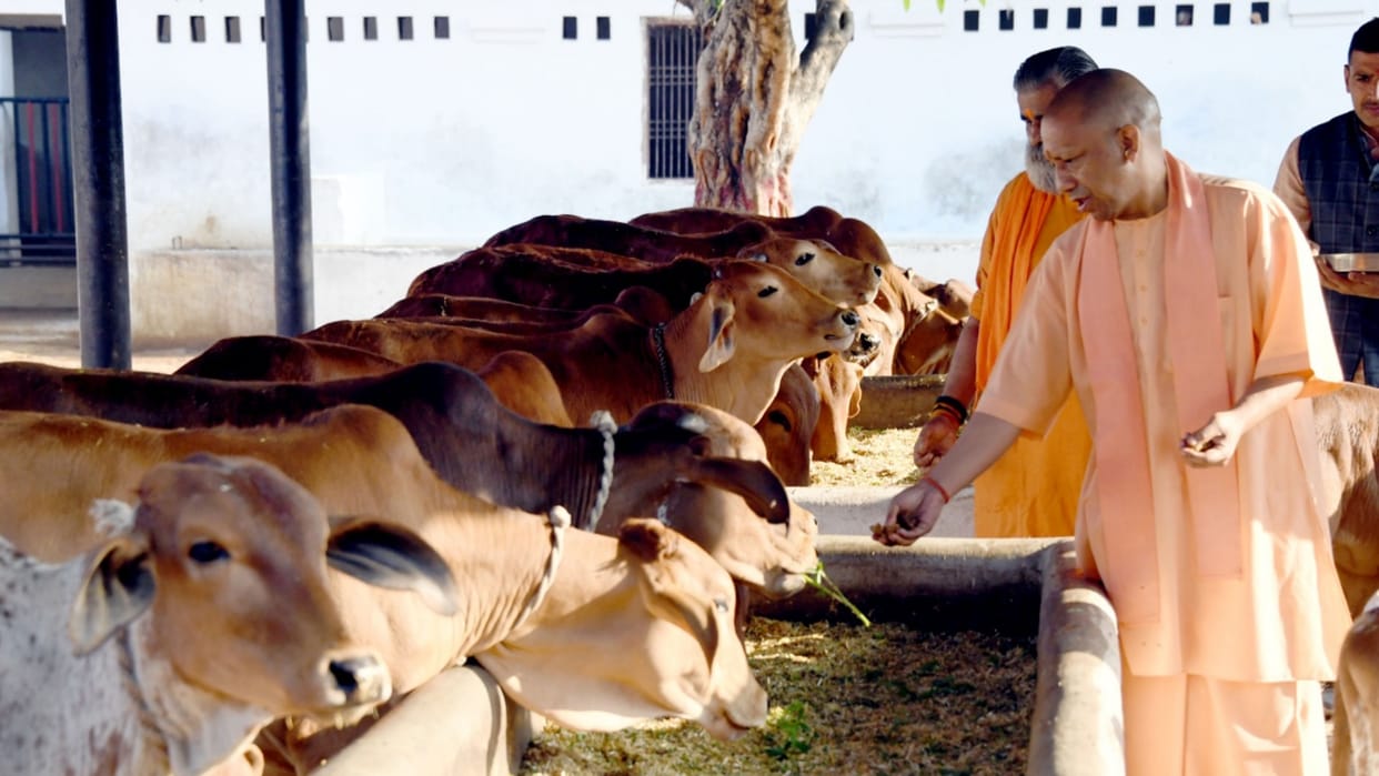 UP government will give 50 rupees for every animal.