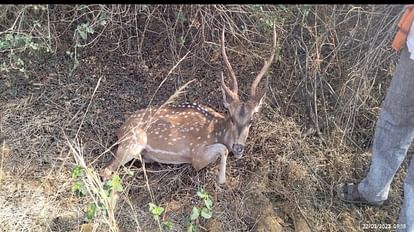 कुत्तों के हमले में चीतल गंभीर रूप से घायल हो गया था।