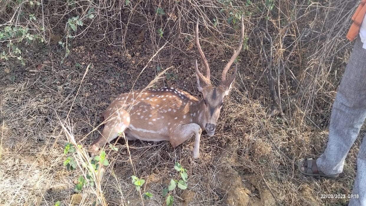 Dogs attacked chital in Korba died in agony