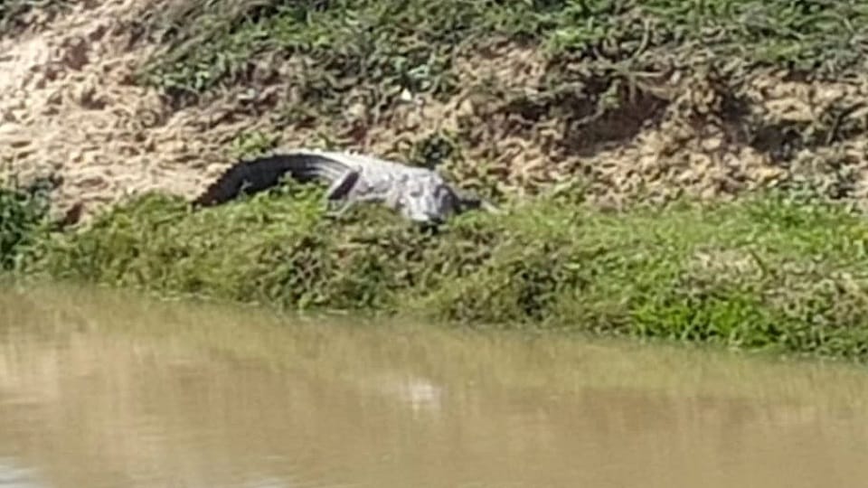 panic among villagers after crocodile seen on the ghat of Katna river in Bisalpur