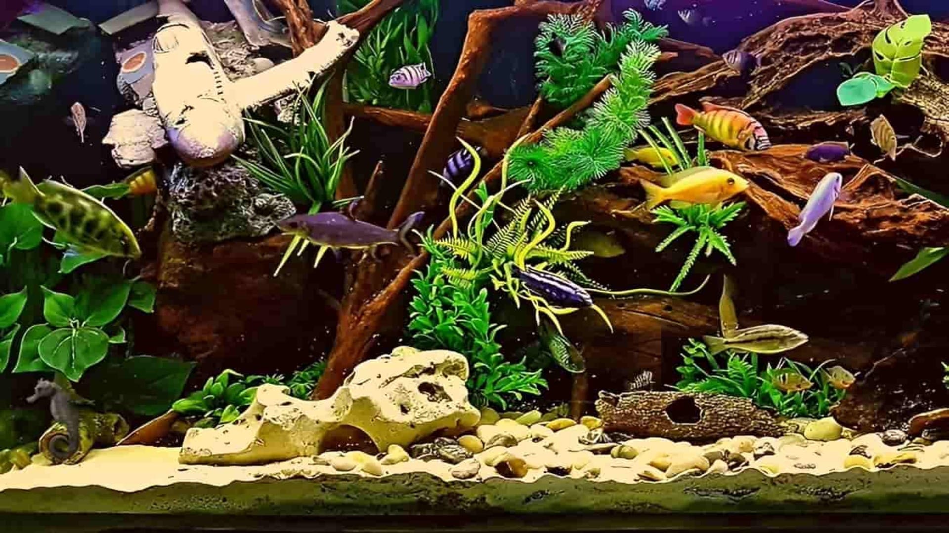 Optical Illusion Test: Can you spot a seahorse in the picture in 5 seconds? Test Your brain Iq