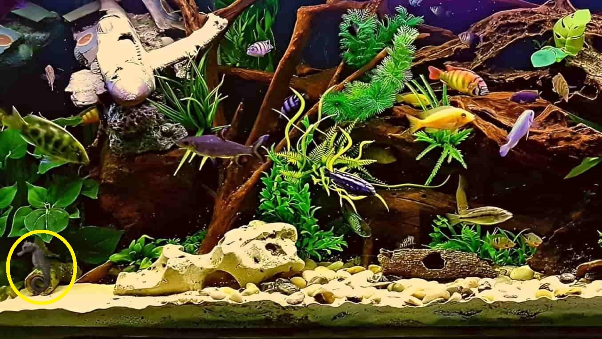 Optical Illusion Test: Can you spot a seahorse in the picture in 5 seconds? Test Your brain Iq