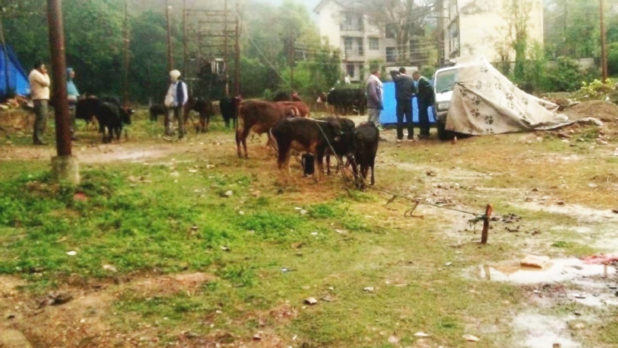 Himachal Mandi News: Sundernagar Nalwar Mela cattles and bulls selling in fair