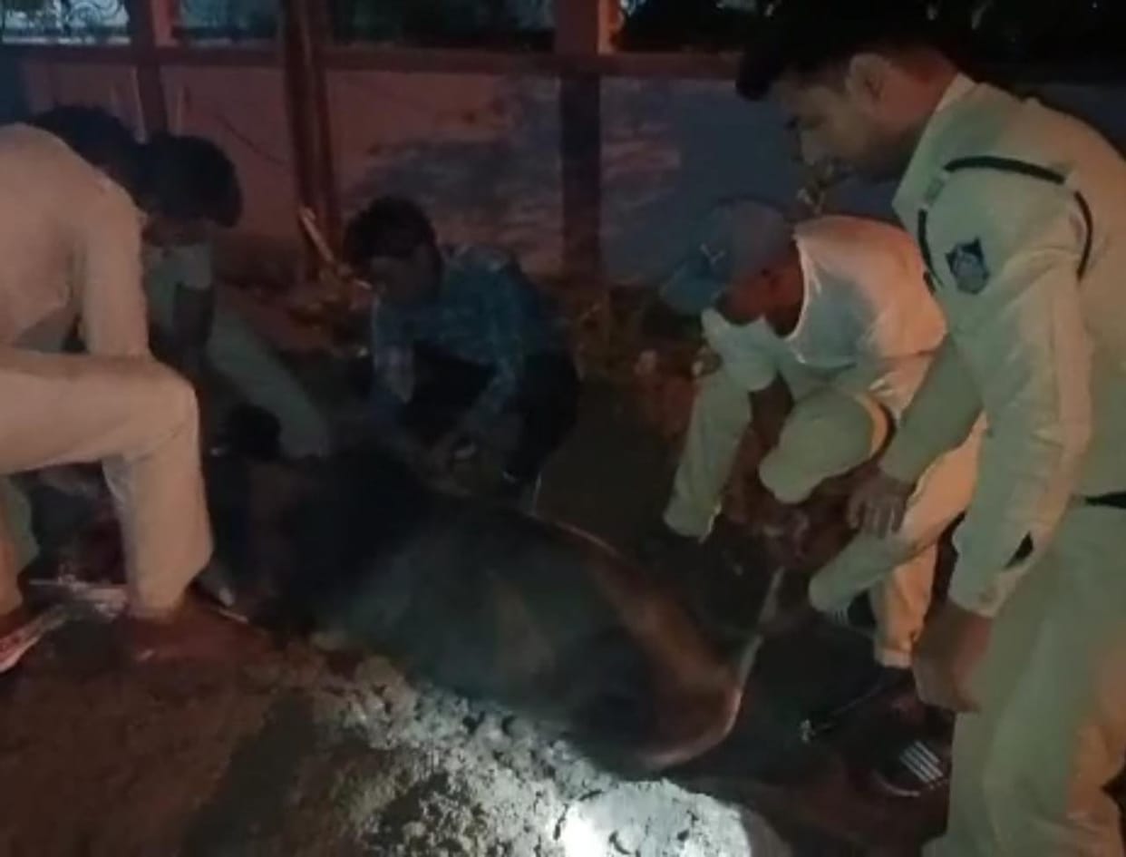 MP News: Police showed humanity before the raid, took out the cow that fell in the pit