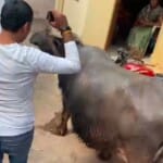 ग्वालियर में जलकर नहीं भरने पर नगर निगम अफसर भैंस जब्त कर ले गए।