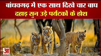 Bandhavgarh Tiger Reserve: Tourists saw four tigers in the morning safari were shocked to hear the roar