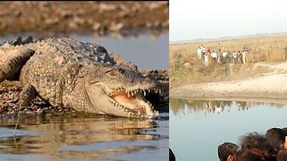 Crocodile Dragged young man Into Ganga River in kasganj