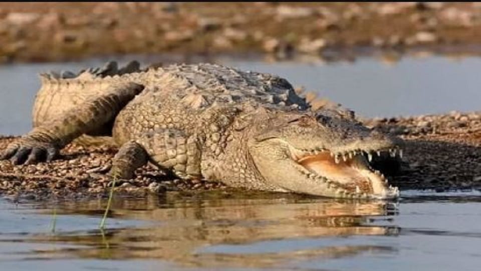 Crocodile attacked the young man in up