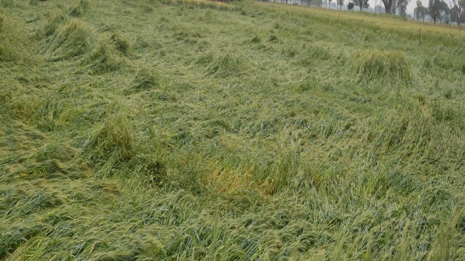 Crop compensation rain and hailstorm ruined crops of 58 393 farmers of Varanasi