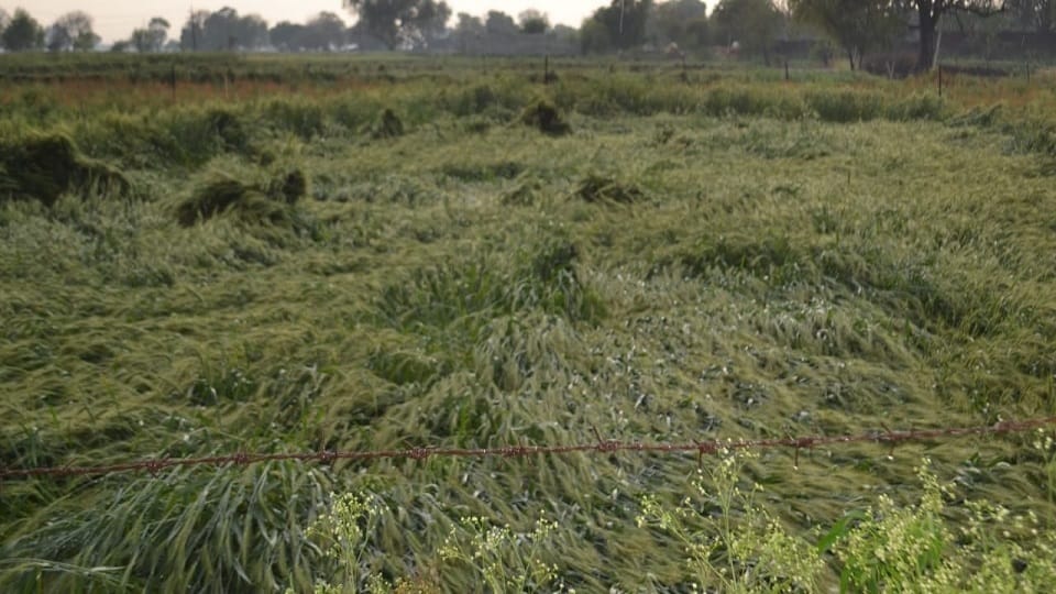 More than 33 percent loss occurred in 20 villages