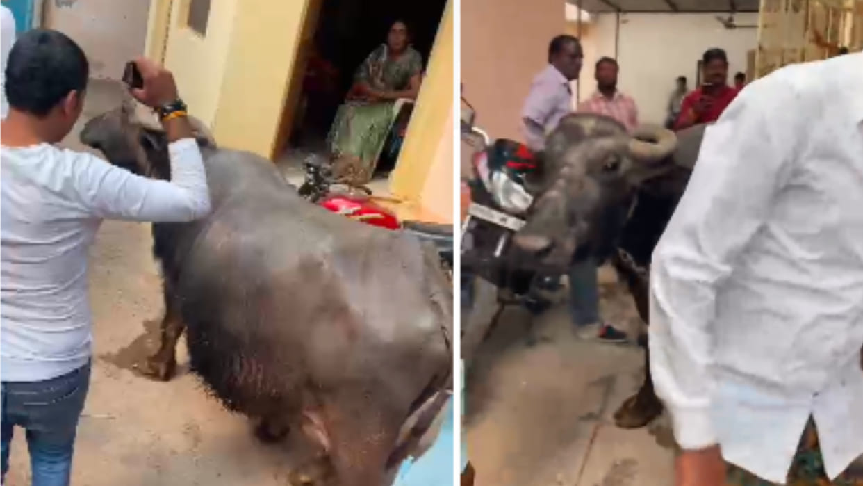 Gwalior: If not filled with water, then the buffaloes were taken away