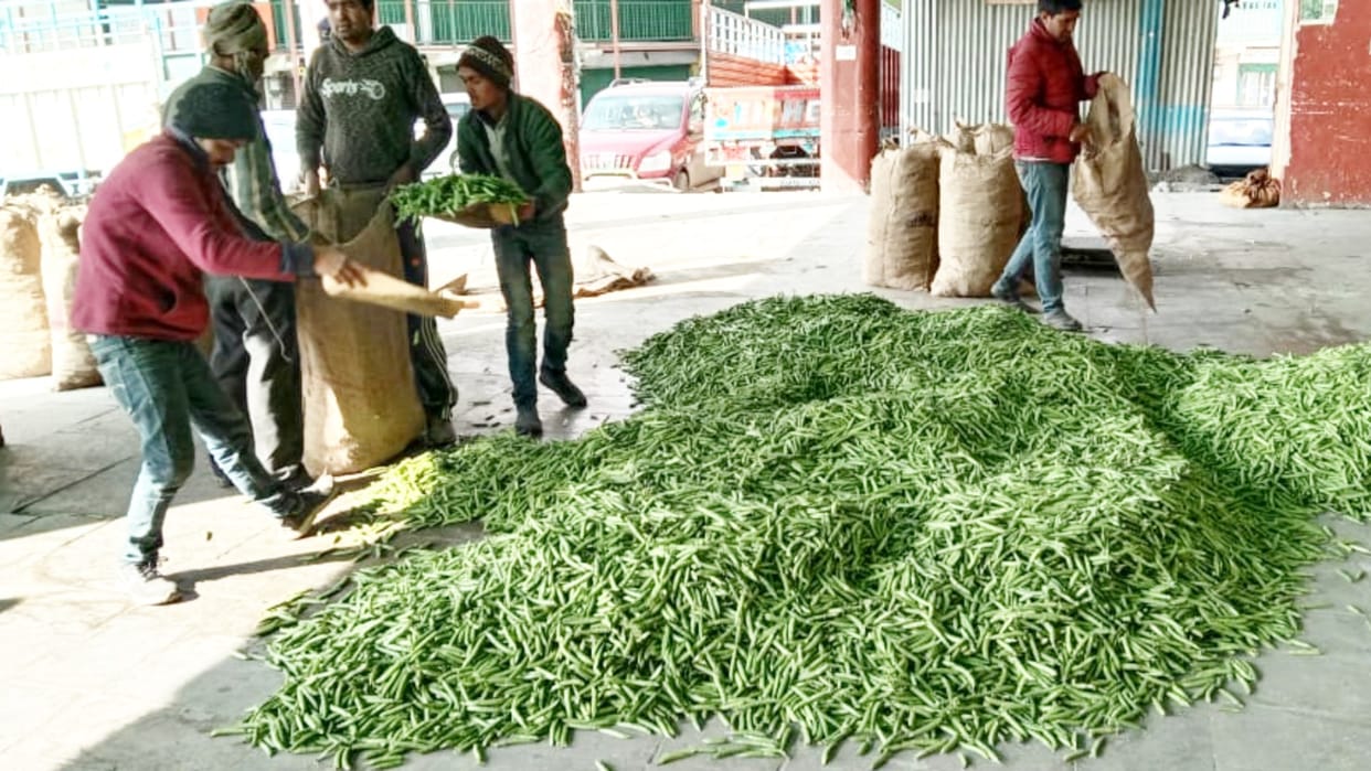 Vegetables season started at dhalli sabji mandi shimla Peas gets fifty rupees prices on first day