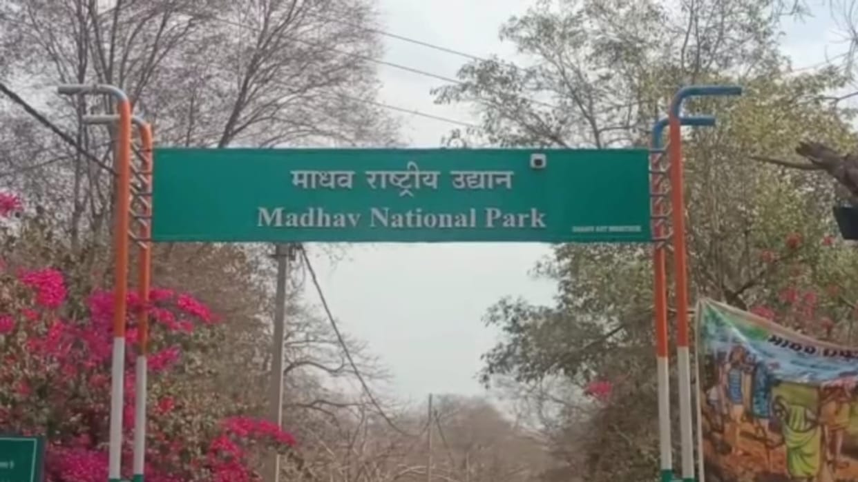 Tigress reached Madhav National Park, now released in open forest
