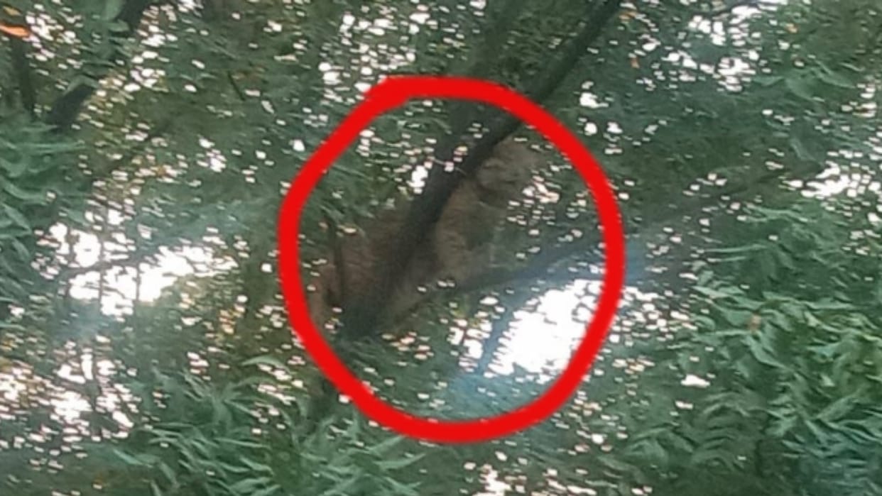 Leopard enters the urban area of Gwalior, seen sitting on a neem tree, panic in the area