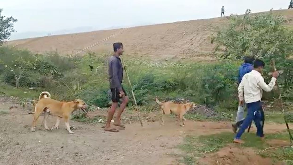 In Sirohi, the youth killed the dog by hitting it with sticks