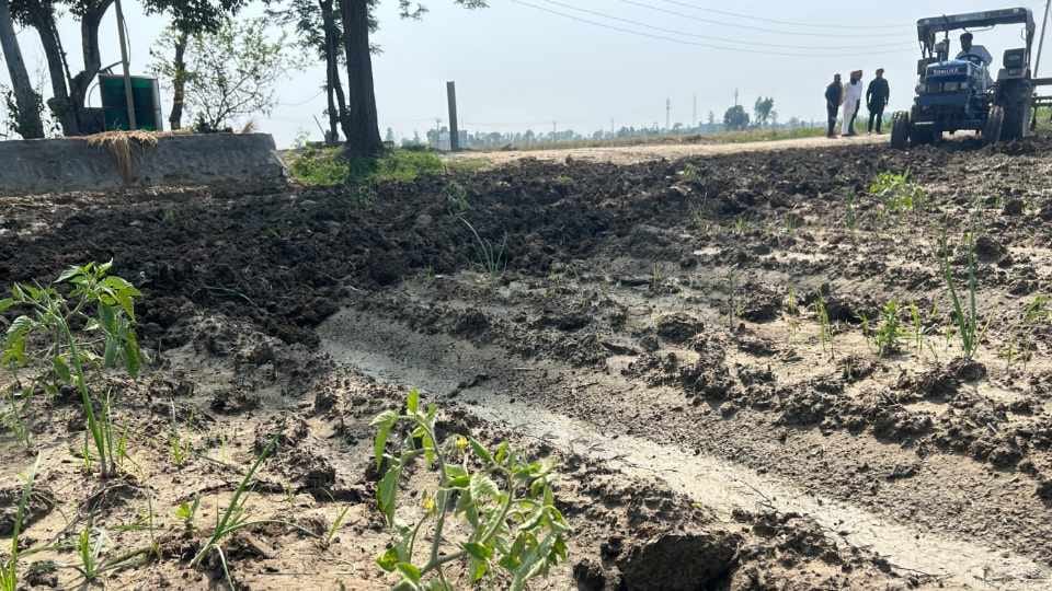 Farmer destroyed seven acres of tomato crop in Punjab
