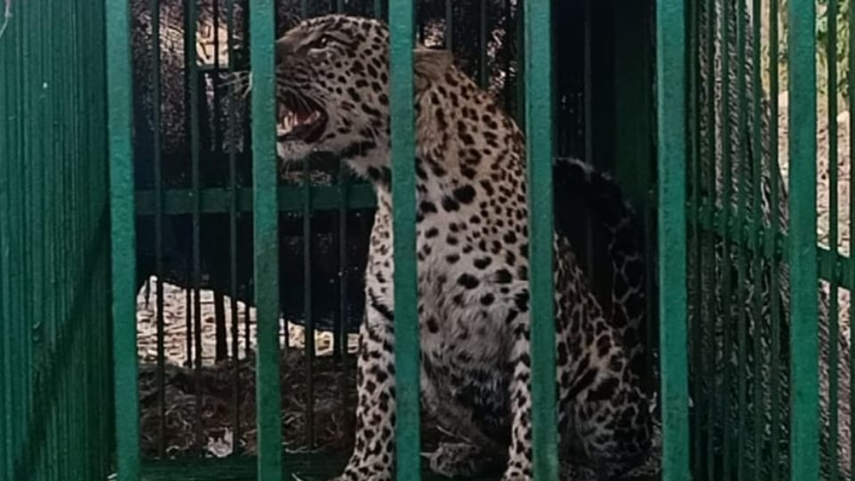 Leopard got trapped in cage installed by forest department in ITI of Nangal