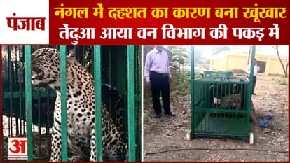 Punjab: Leopard Got Trapped In Cage Installed By Forest Department In Nangal
