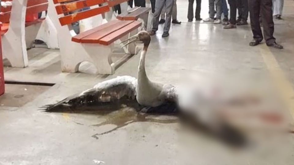 Injured stork found on platform number two of Bareilly Junction