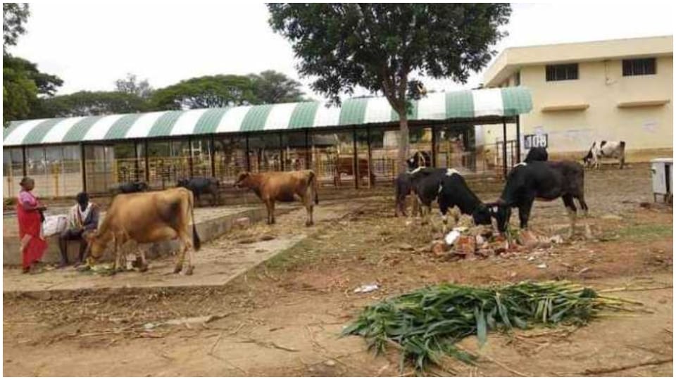 Veterinary sub centers will open in 900 gram panchayats of Rajasthan CM Ashok Gehlot