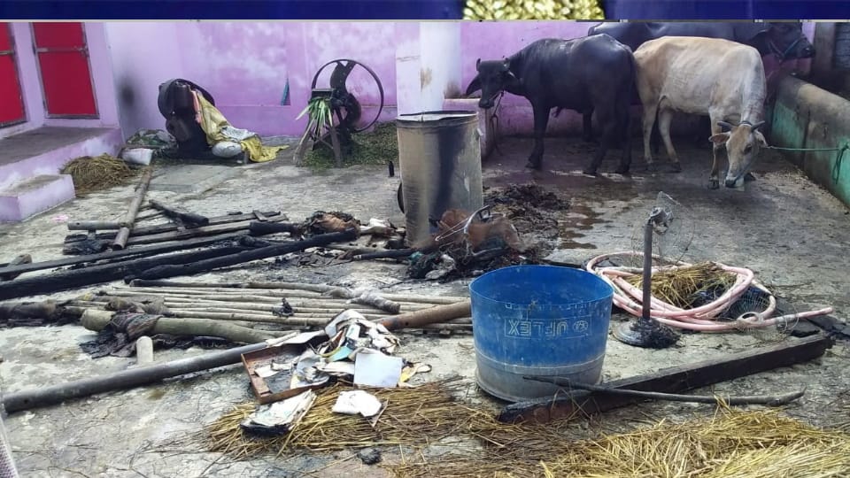 Amroha lightening falls on tinshed two cow breed and three other cattles injured