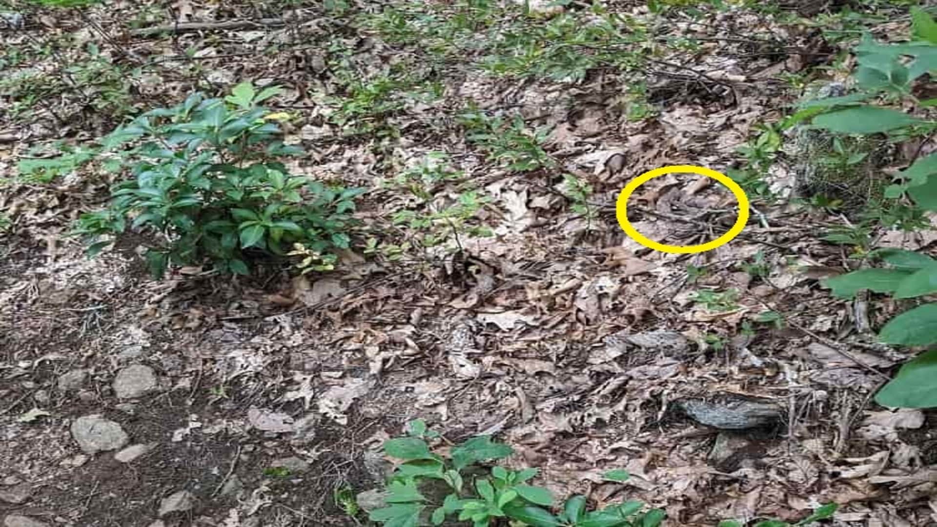 Optical Illusion: Can you spot a snake in the forest in 9 seconds? brain teaser picture puzzle