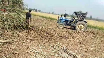 Farmers play loud music system to avoid tiger attack in Pilibhit