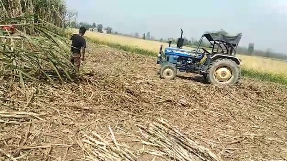 Sugarcane crushing opportunity in Panipat mill for farmers across the state