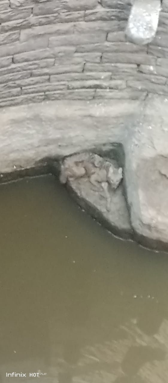 The fox sat in a well filled with water for three days, the forest workers pulled it out