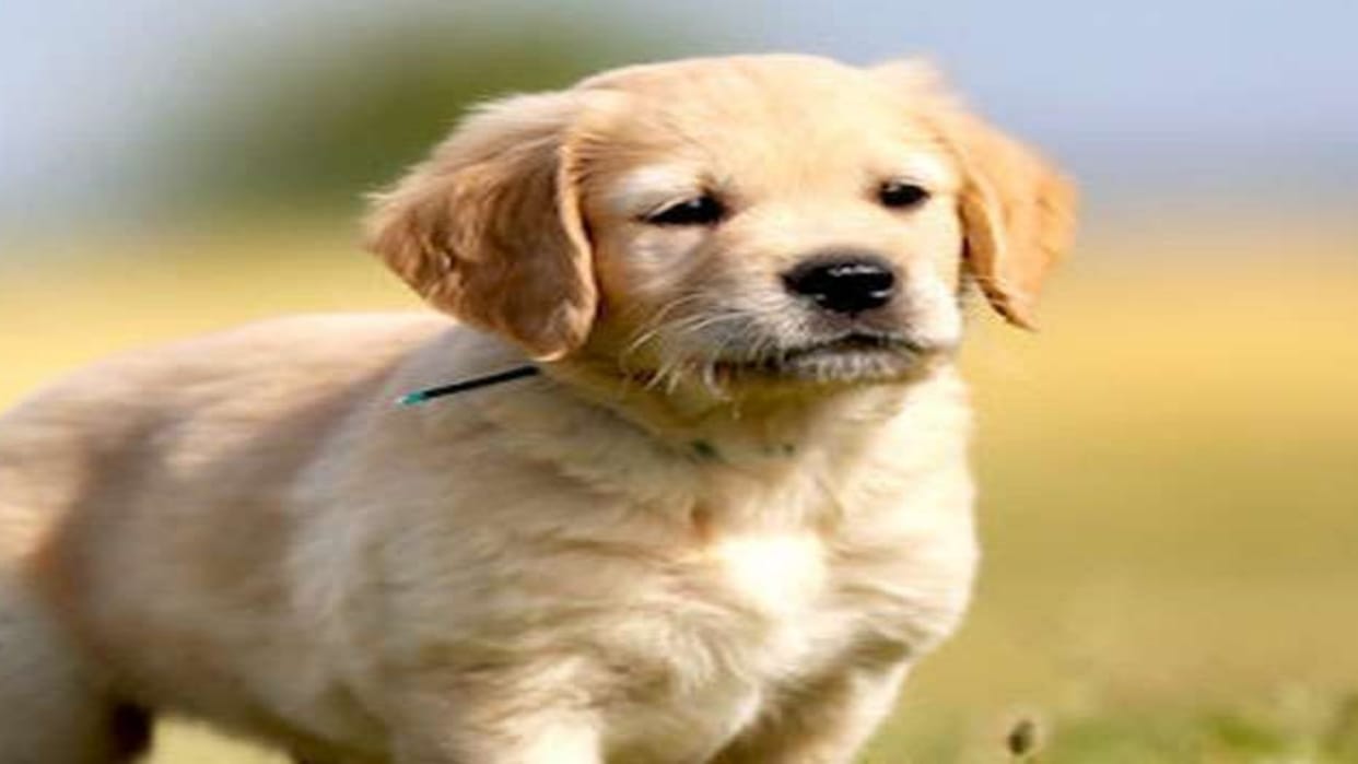 Gwalior Crime A dumb puppy was beaten to death with sticks in front of its mother