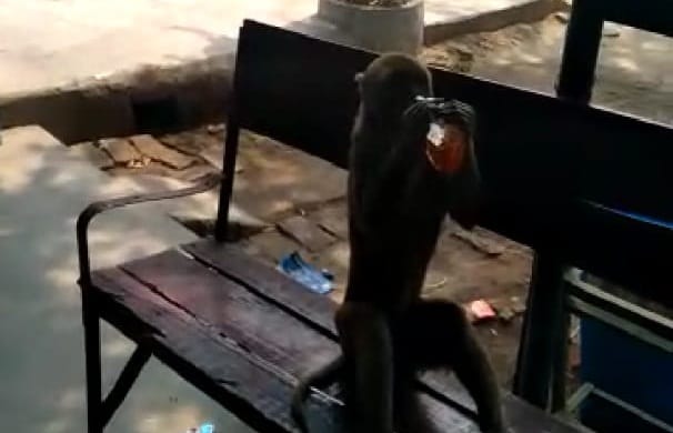 Drunken monkey mischief in Banda, snatches bottle from the hands of alcoholics