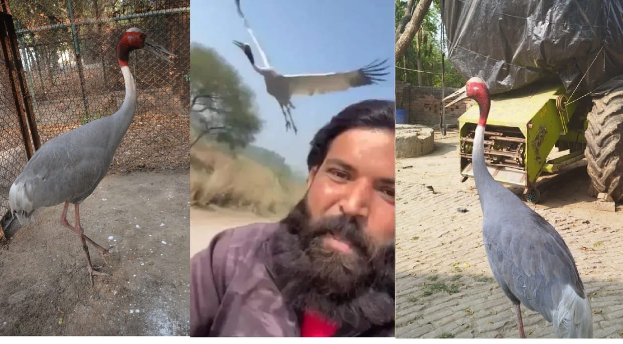 The stork making a splash on social media reached Kanpur zoo, Akhilesh Yadav had tweeted