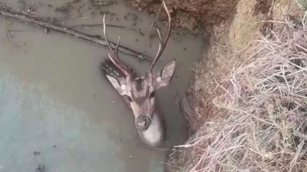 Shahdol Deer fell into pit dug for septic tank police rescue