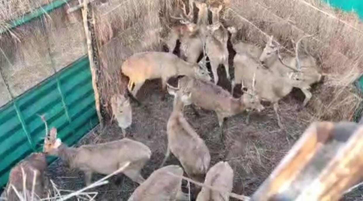 MP News 11 male and eight female reindeer arrived in Bandhavgarh Tiger Reserve in Umaria