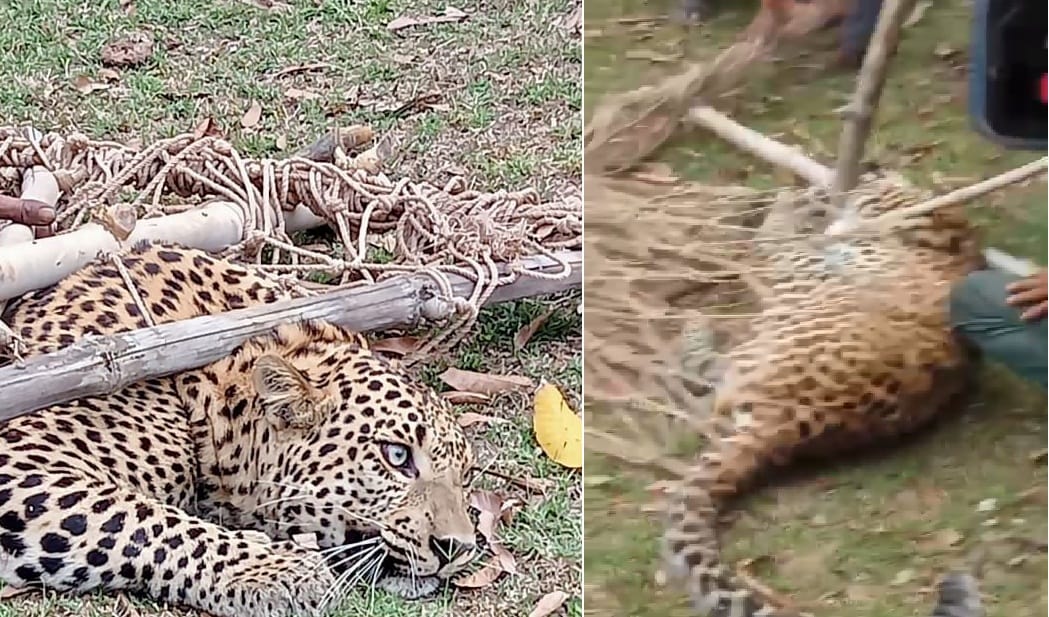 Leopard had entered the sugarcane field in Chitrakoot, caught by running a special rescue operation