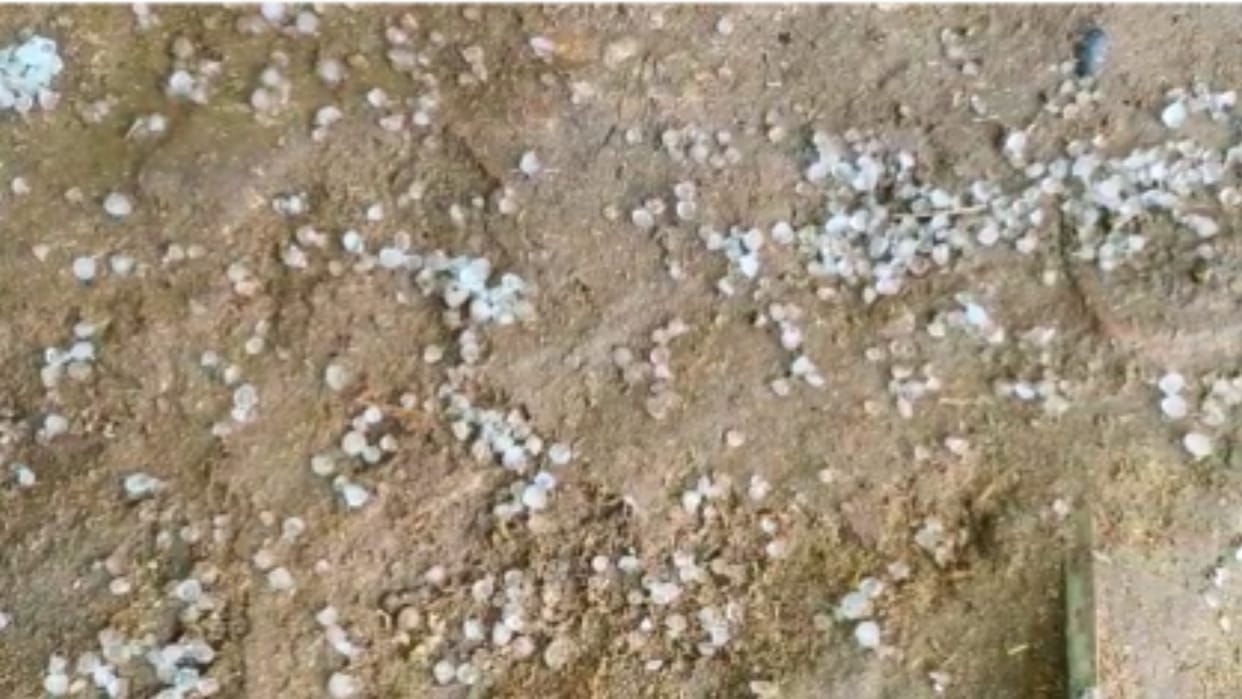 Rain in MP: Hail fell with rain in Satna-Anuppur-Panna-Shahdol