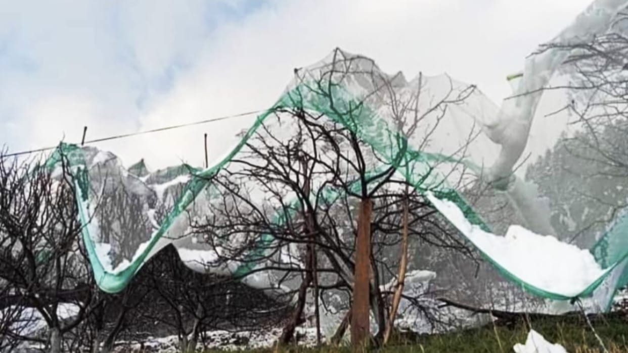 Hailstorm rain damage apple and stone fruit crops apricots  peaches