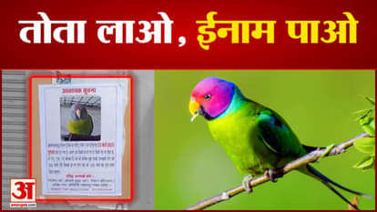 Pet parrot lost in Damoh, owner got posters put up in the city, finder will get reward