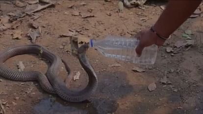 कोबरा को बोतल से पानी पिलाते जितेंद्र सारथी।